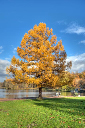 Gatschina-Schloss-Park-Herbst-Baum